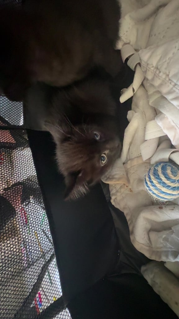 Kittens for sale 