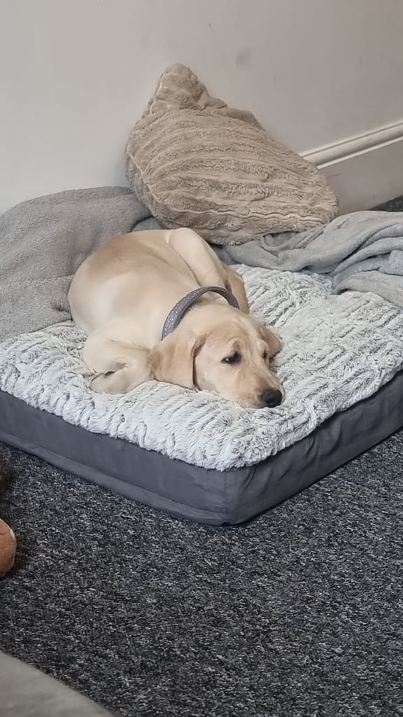 image for Lab puppy 