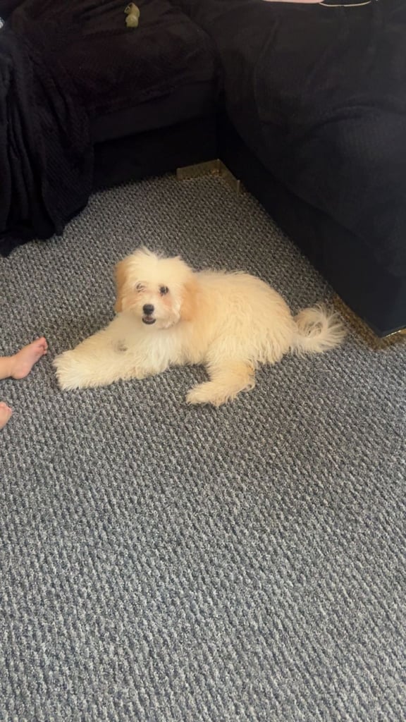 Cavapoo 8 month  old girl 