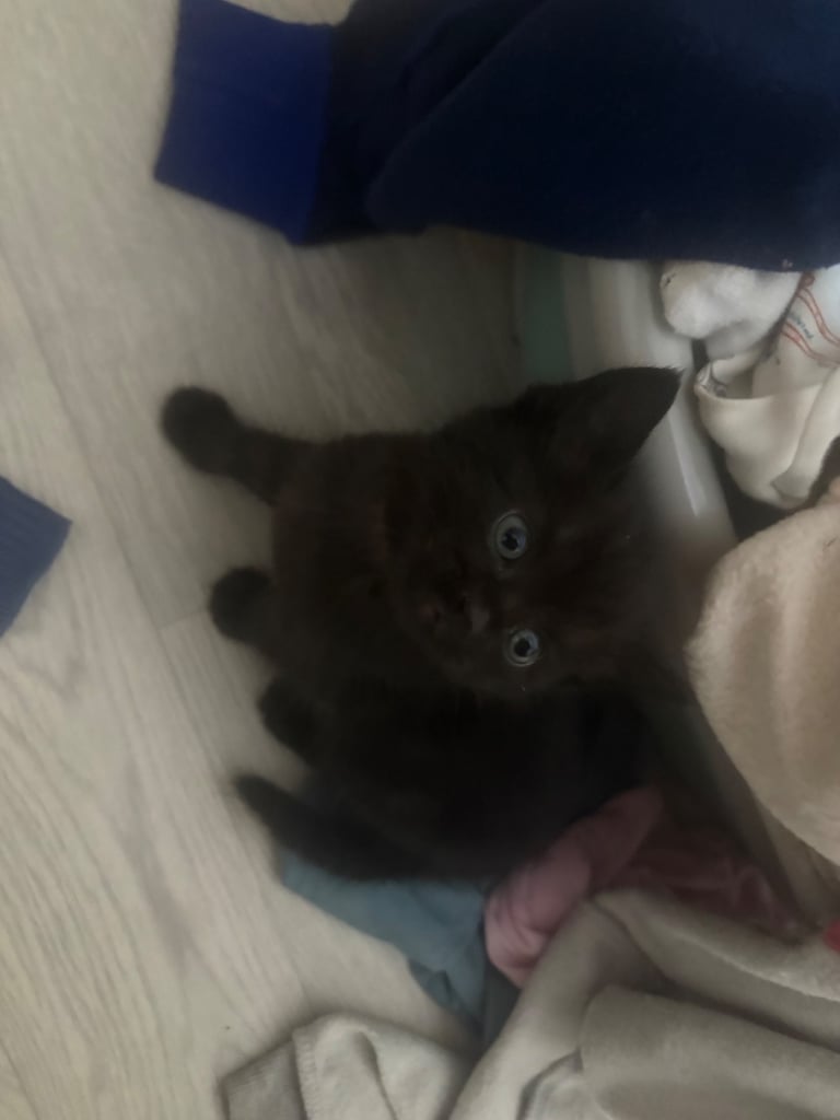 one gorgeous male kitten available 