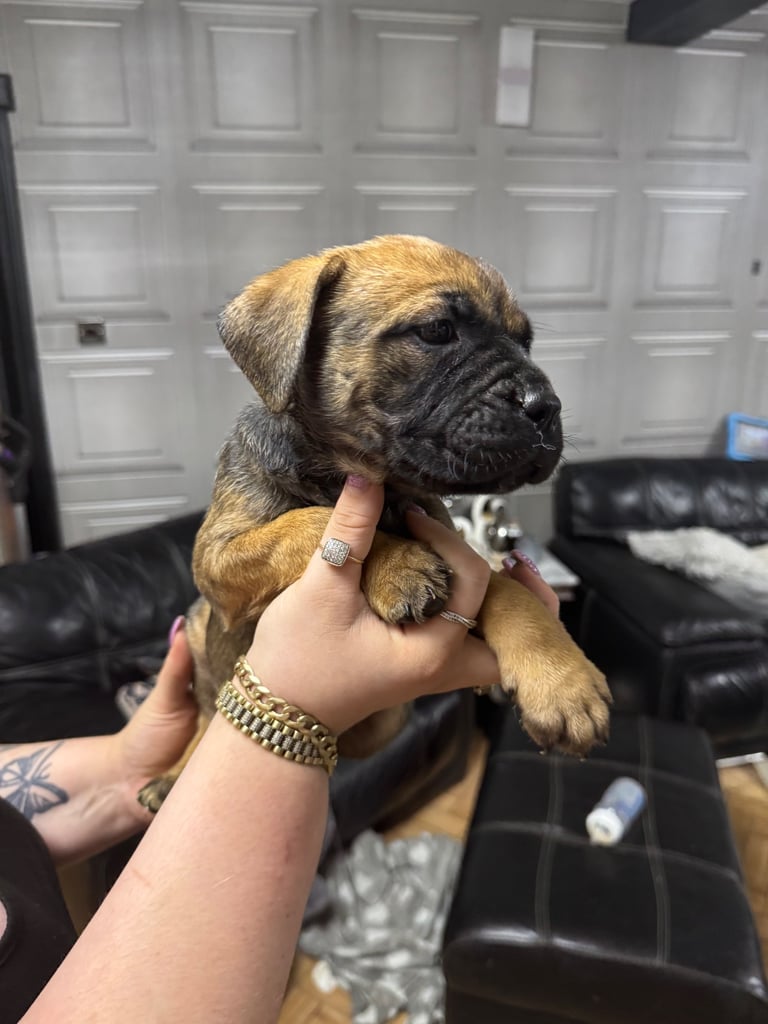 Bullmastiff x American Staff