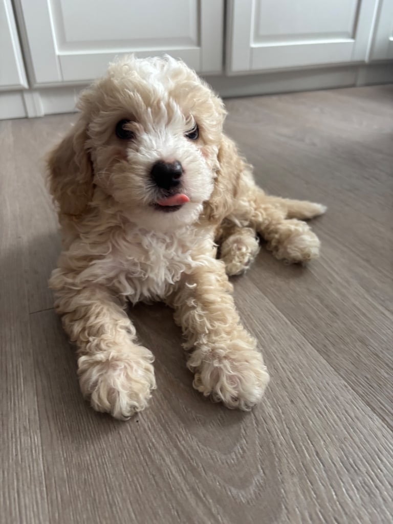 💕 Adorable Cavapoochon Puppies Looking for Loving Homes 💕