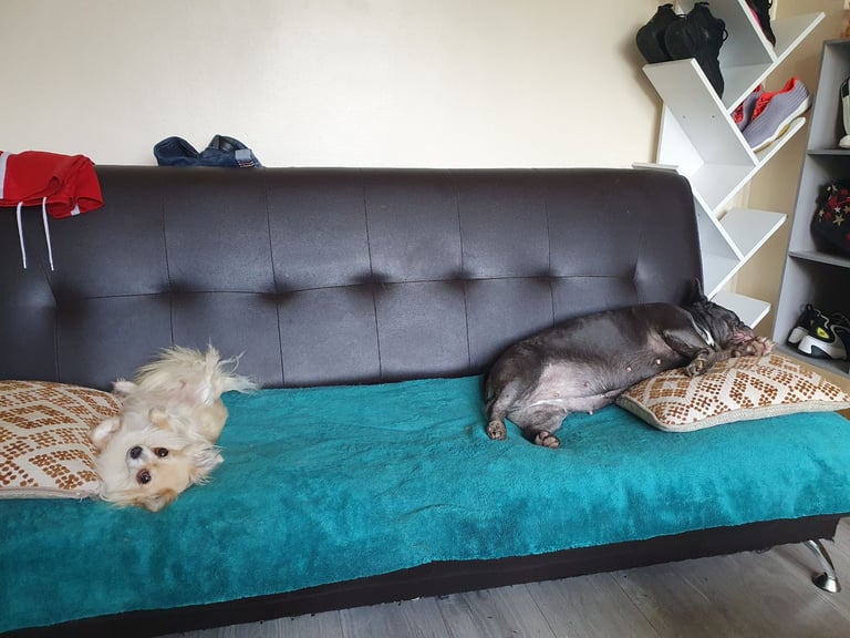 Chihuahuas and French bulldog 
