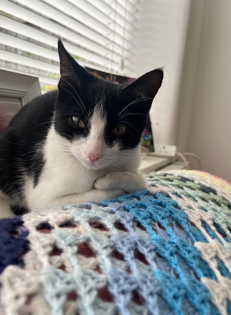 image for Gentle little 7 month female 