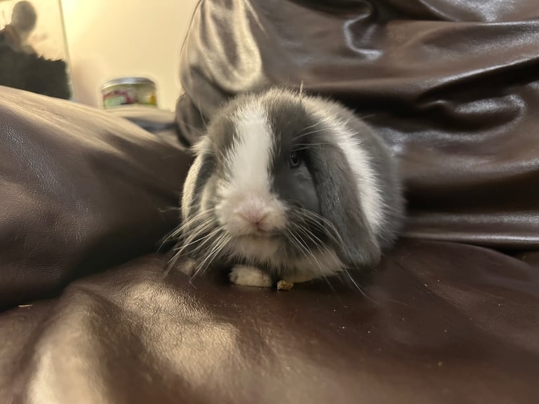 Lovely baby minilops for sale