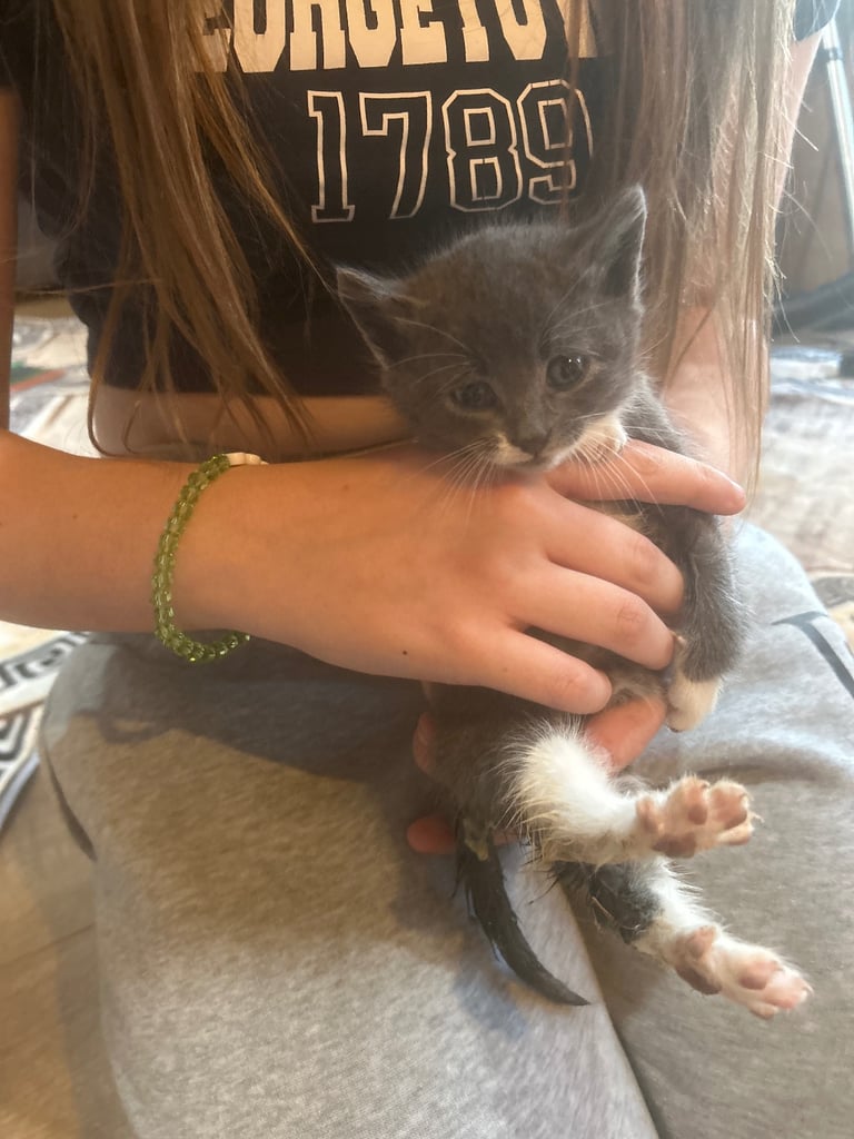 Half Persian kittens