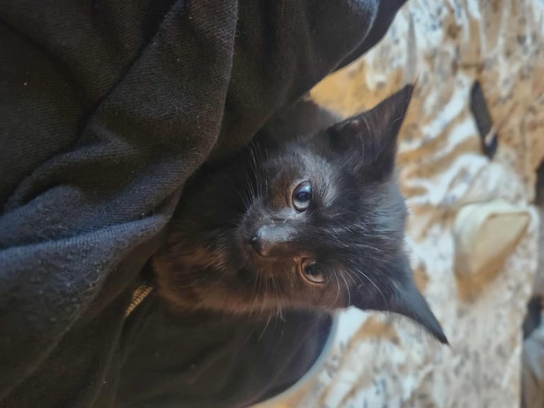 8 kittens looking for new homes