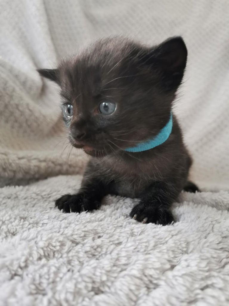 Little fluffy black kitten 