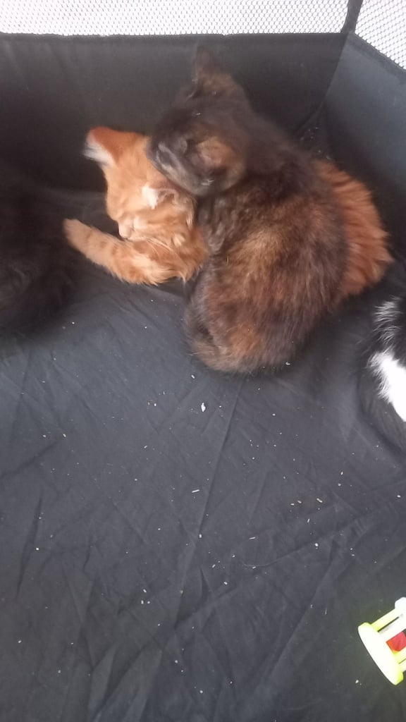 🥰ADORABLE ANGELS💖💖💝 ONLY 1 left* A sweet girl
