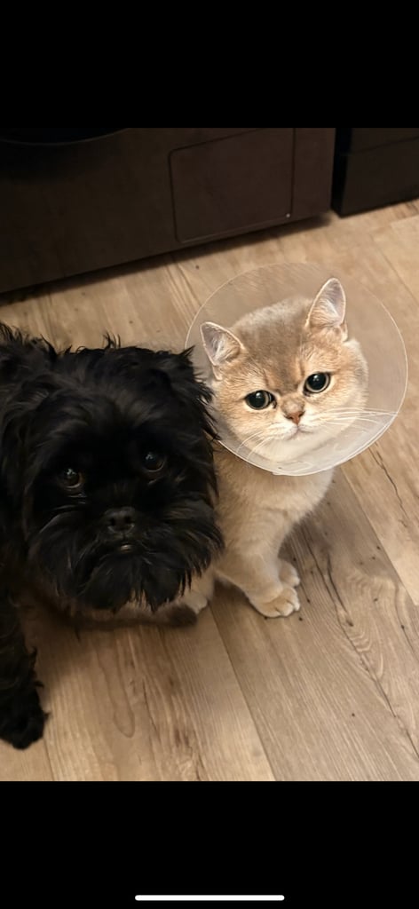 Loving Home Wanted for Our Beautiful Cat 