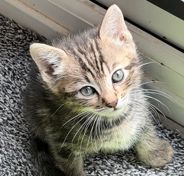 BEAUTIFUL HALF BENGAL KITTENS READY NOW