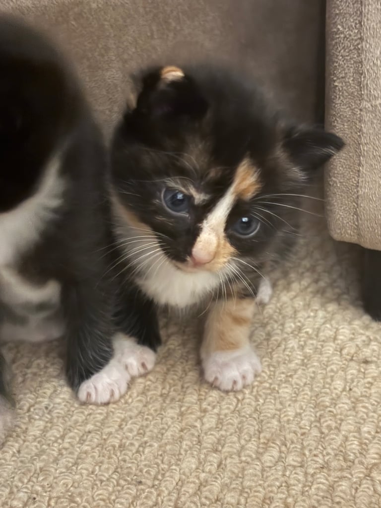 Kittens For Sale. Born, 08/09