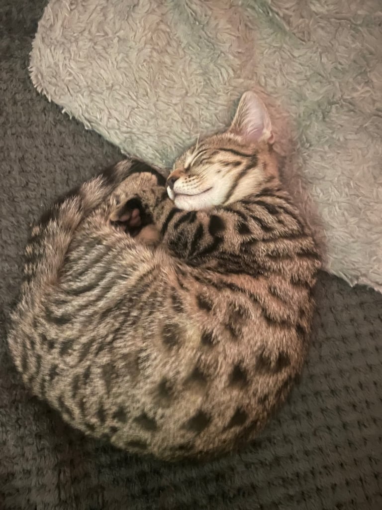 Gorgeous female kitten