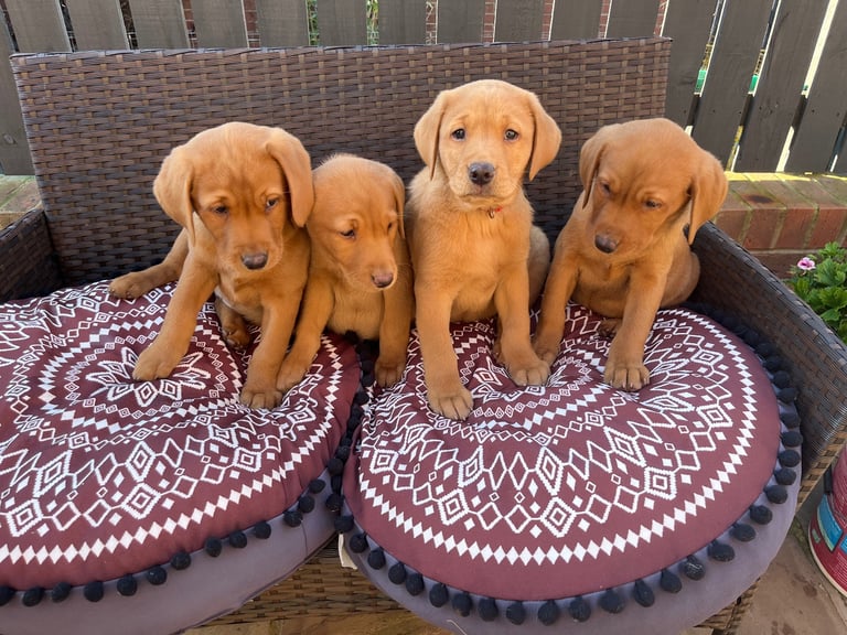 4 bitches left from litter of fox red labradors Ready to leave now
