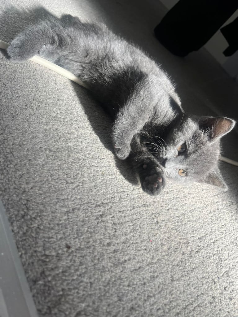 2 female russian blues 