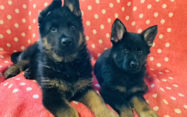 Stunning german Shepard puppies . Ready to leave now 8 weeks old 