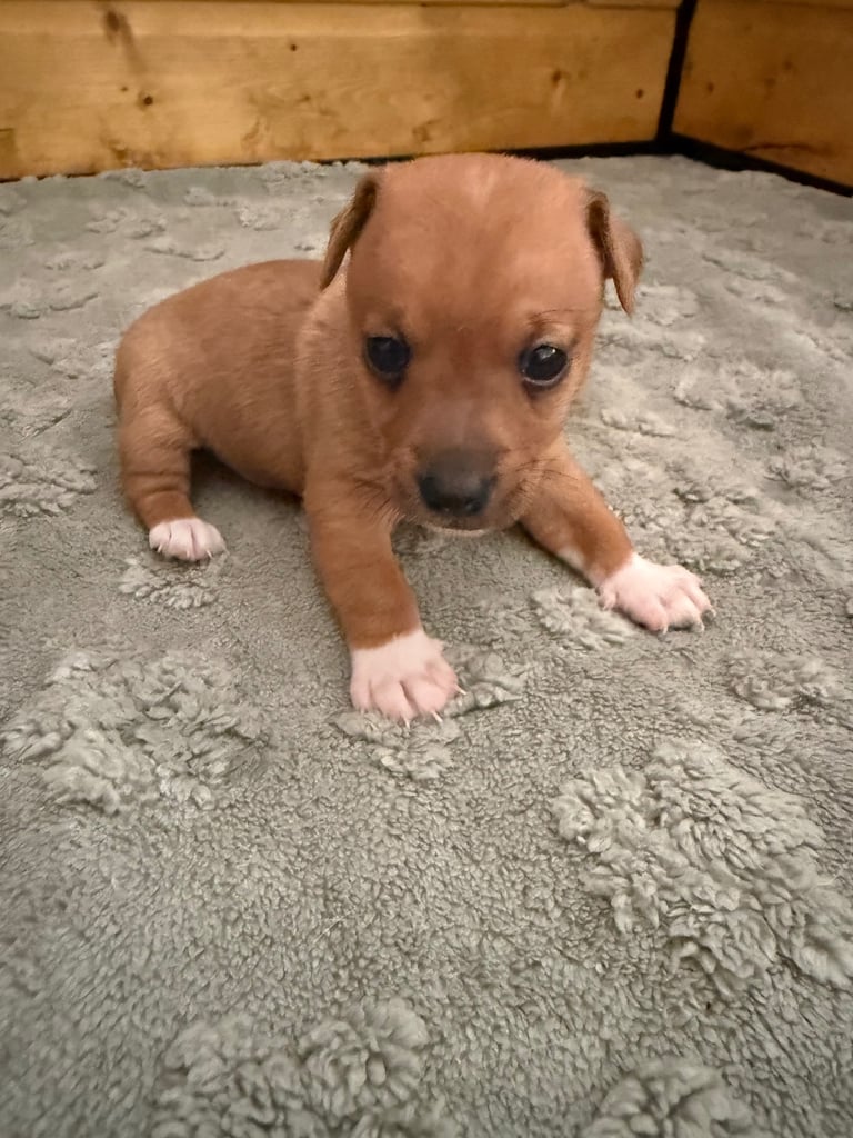 Miniature Jack Russell Pups