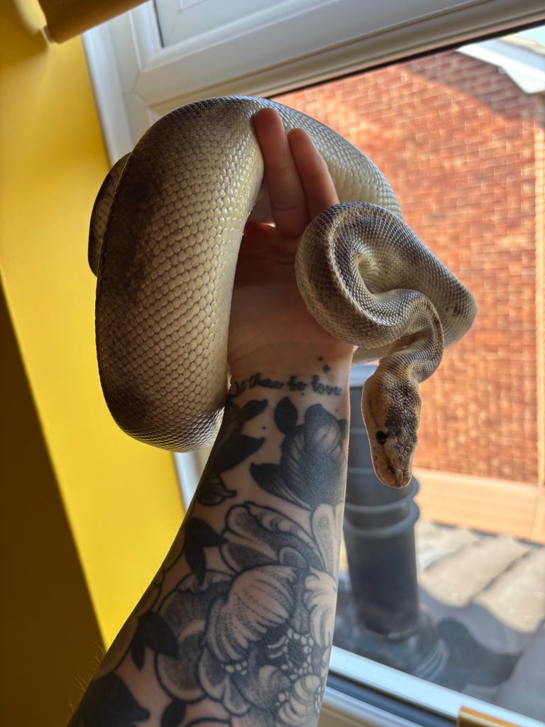 Royal Pythons & vivariums 