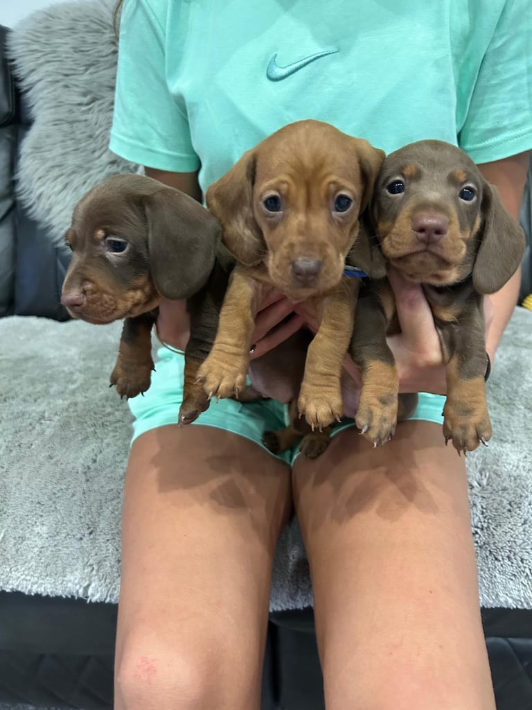 Miniature Dash hounds puppies for sale
