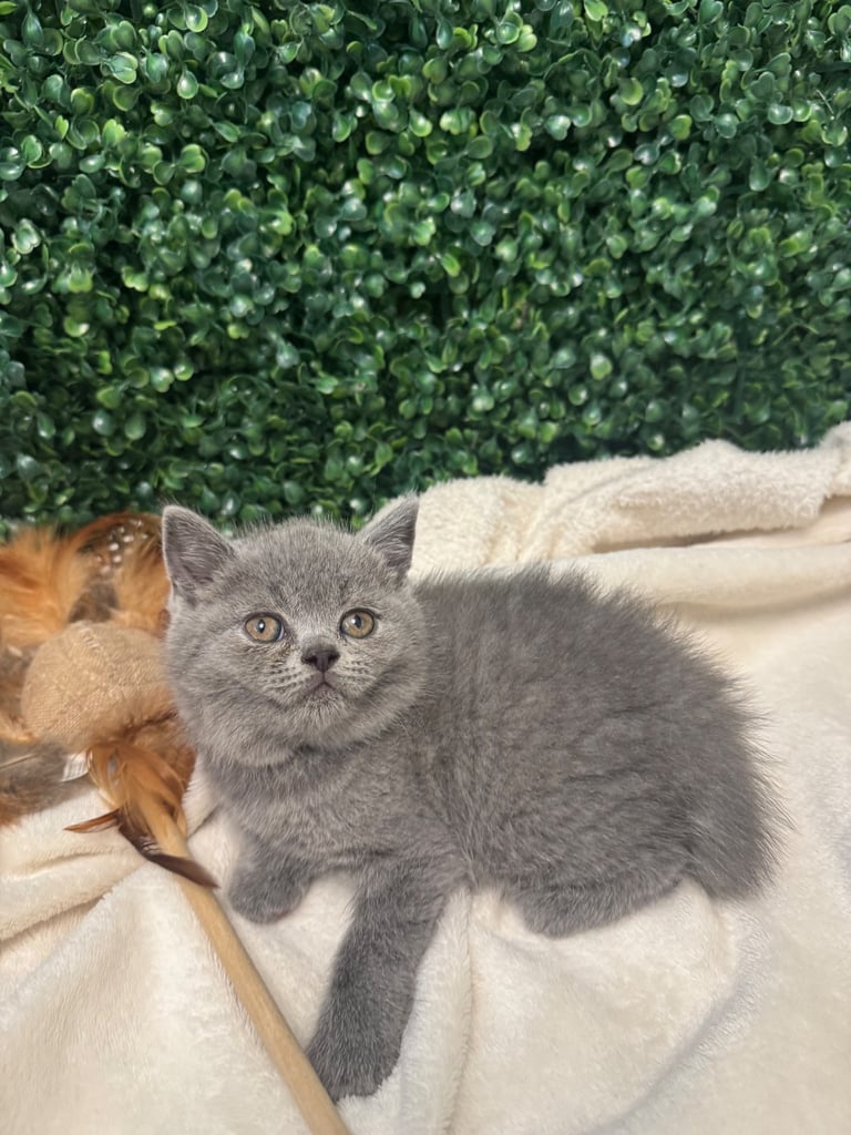 💕British Shorthair Blue Kittens💕