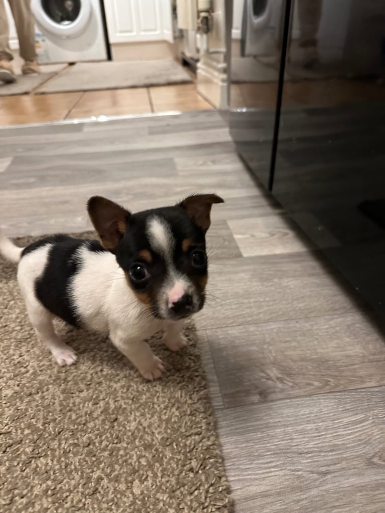 Jack Russel puppy boy