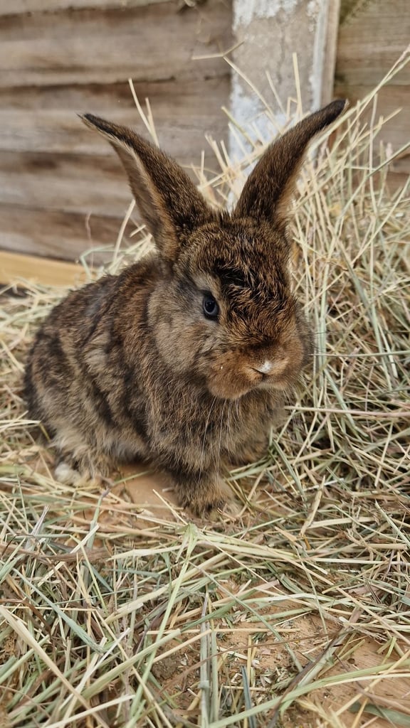 Gorgeous baby rabbits looking for their loving homes