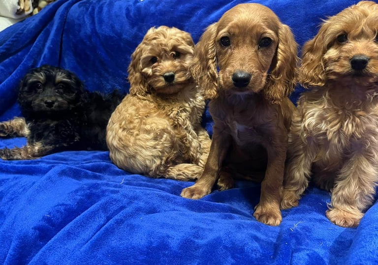 Cockapoo puppy's 