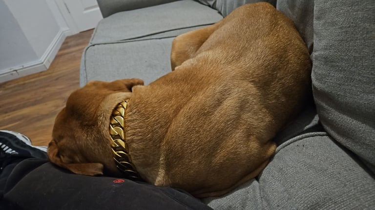 Dogue de Bordeaux coco 