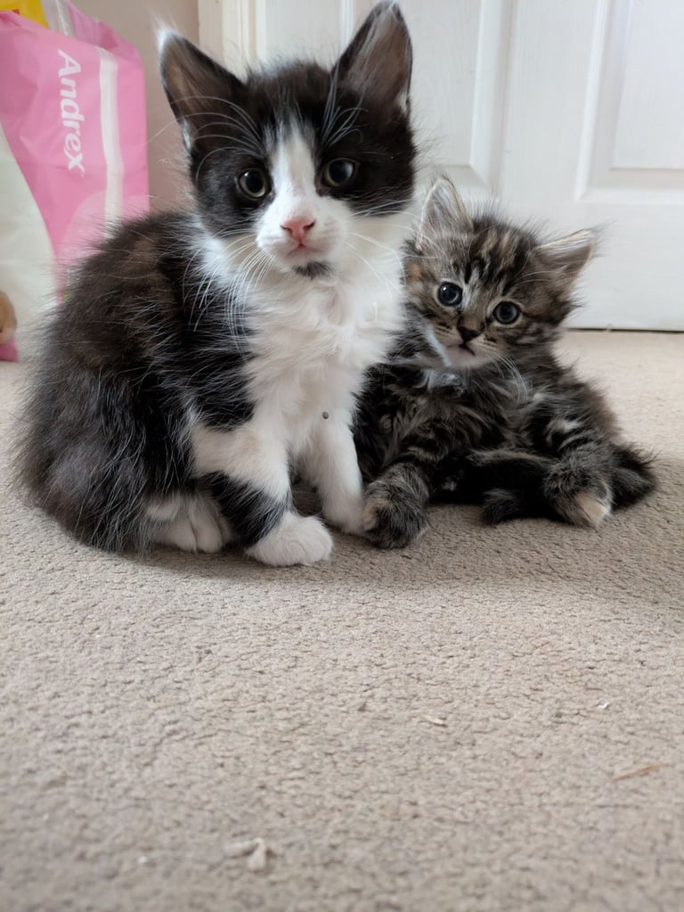 Playful Kittens