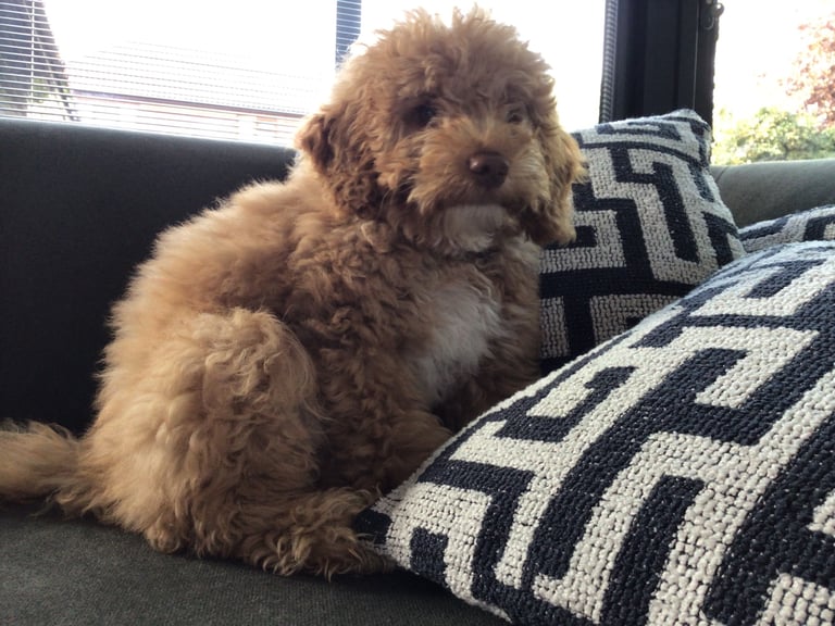 Cockapoo