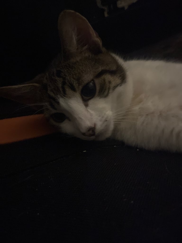 2 cats for sale  full pedigree f4 Bengal and a tabby cross price in description