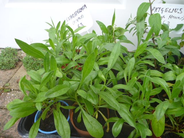 Garden Plants  Pachysandra, Campanula, Heuchera Palm Penstemon Grass Hellebore Hibiscus Fig  etc