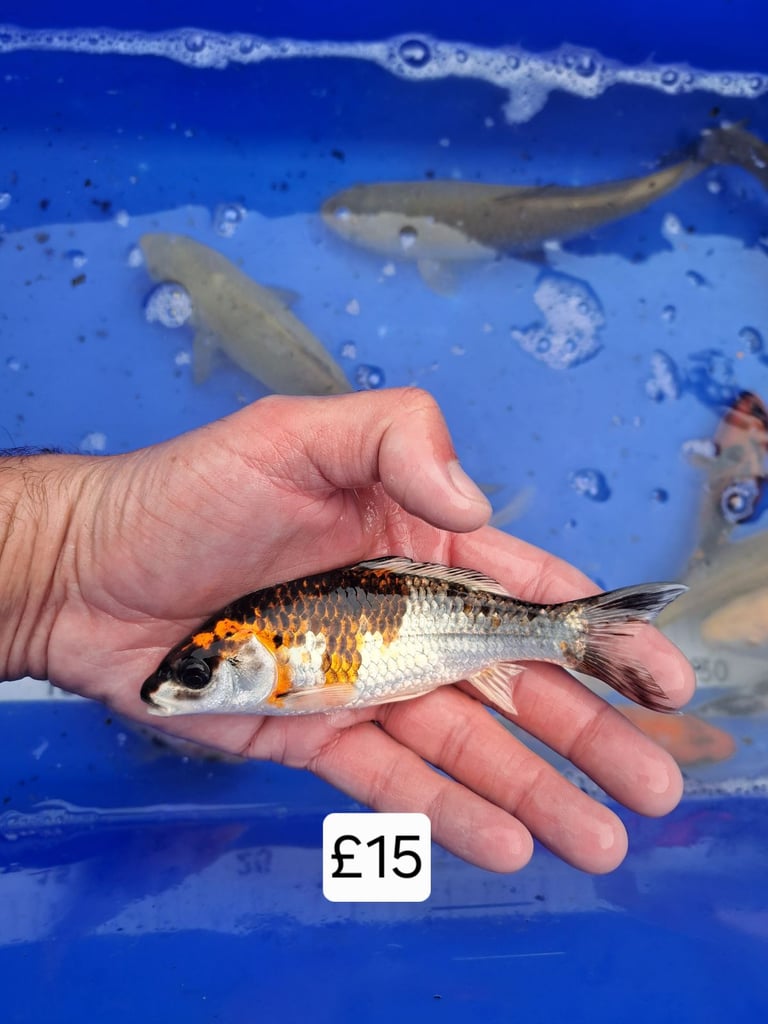 Koi for sale
