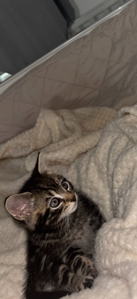 Kitten 