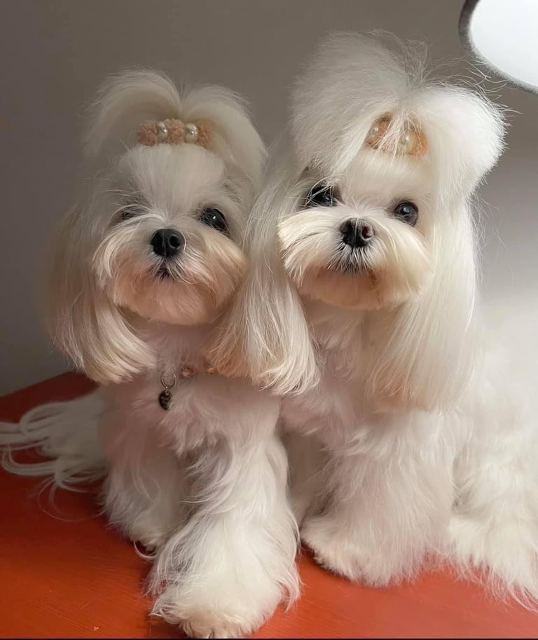 Gorgeous Tiny Maltese Puppies