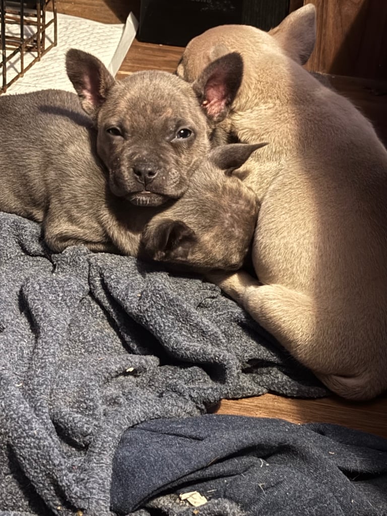 image for Puppies for sale 