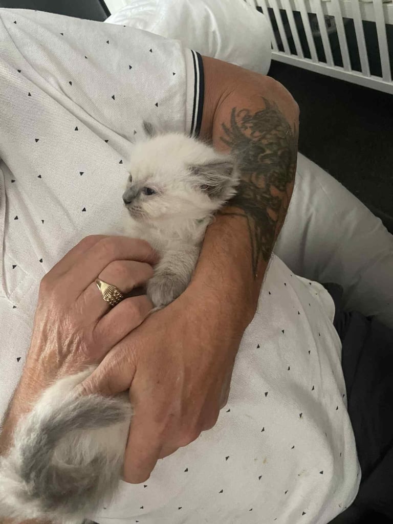 Ragdolls kitten  4 left 