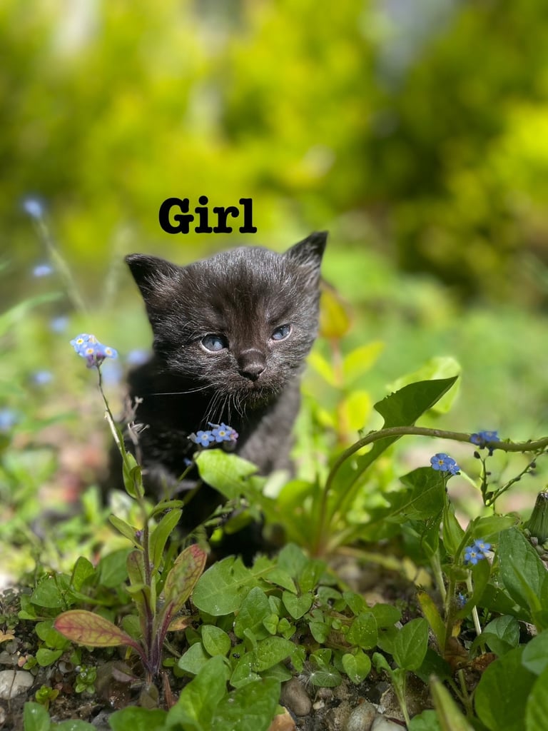 Adorable Kittens Ready for Their Forever Homes – Available End of May