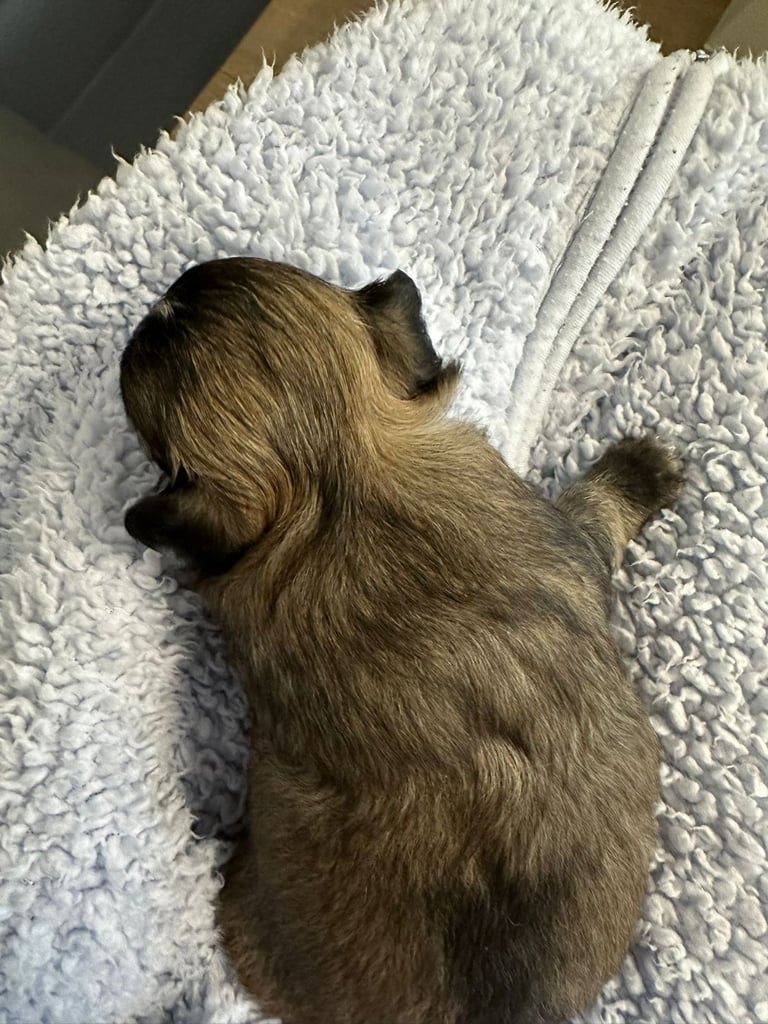Chihuahua long hair 
