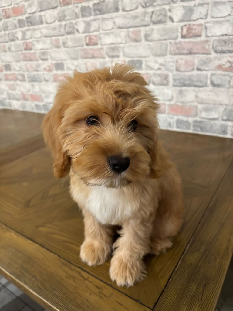Cockapoo for sale