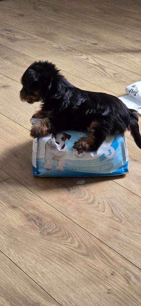 Yorkshire terrier puppies  8 weeks old 