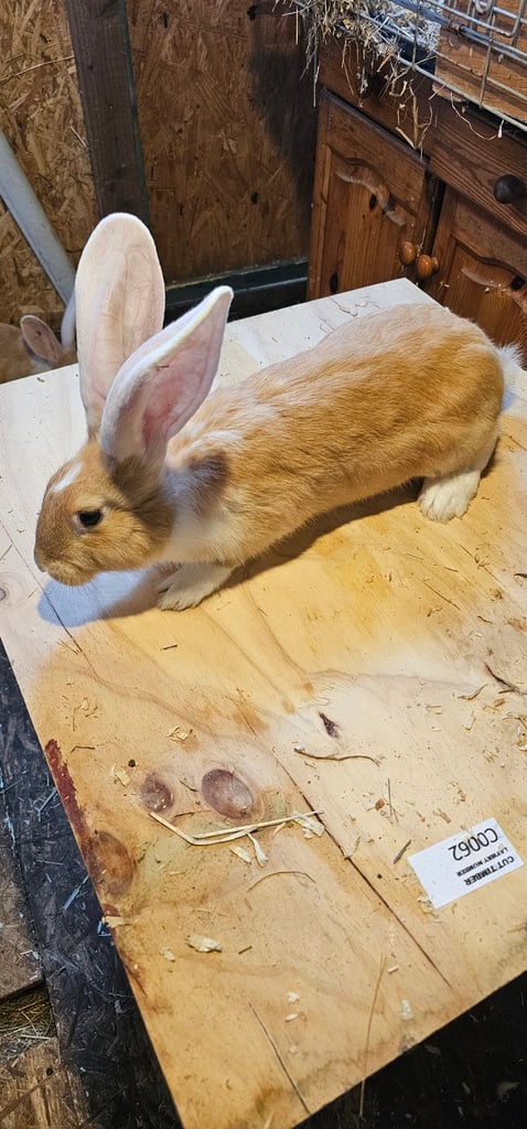 Continental Giant Merle Rabbits Rabbit