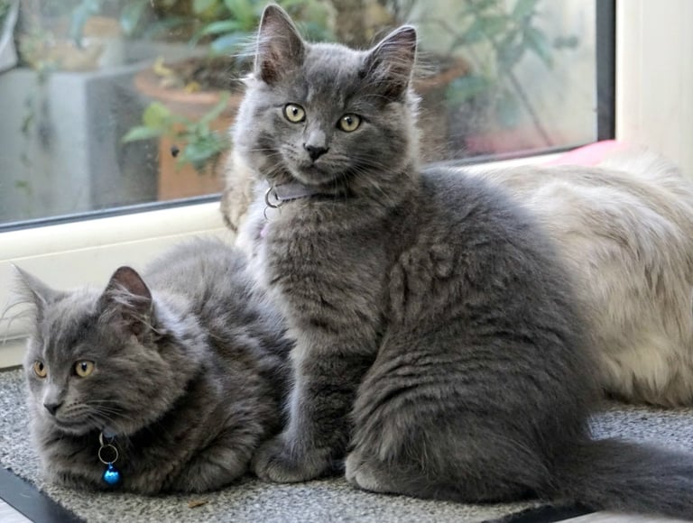 image for Raggdoll/ Russian Blue male kittens 