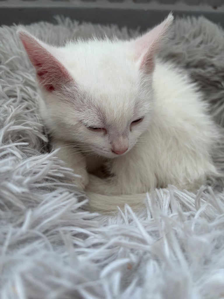 image for Two white female kittens for sale
