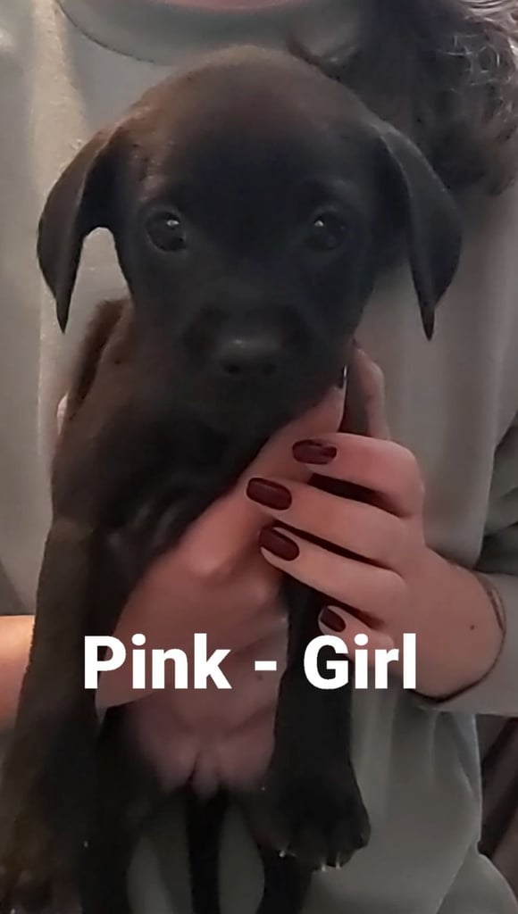 Lab Cross Puppies for Sale