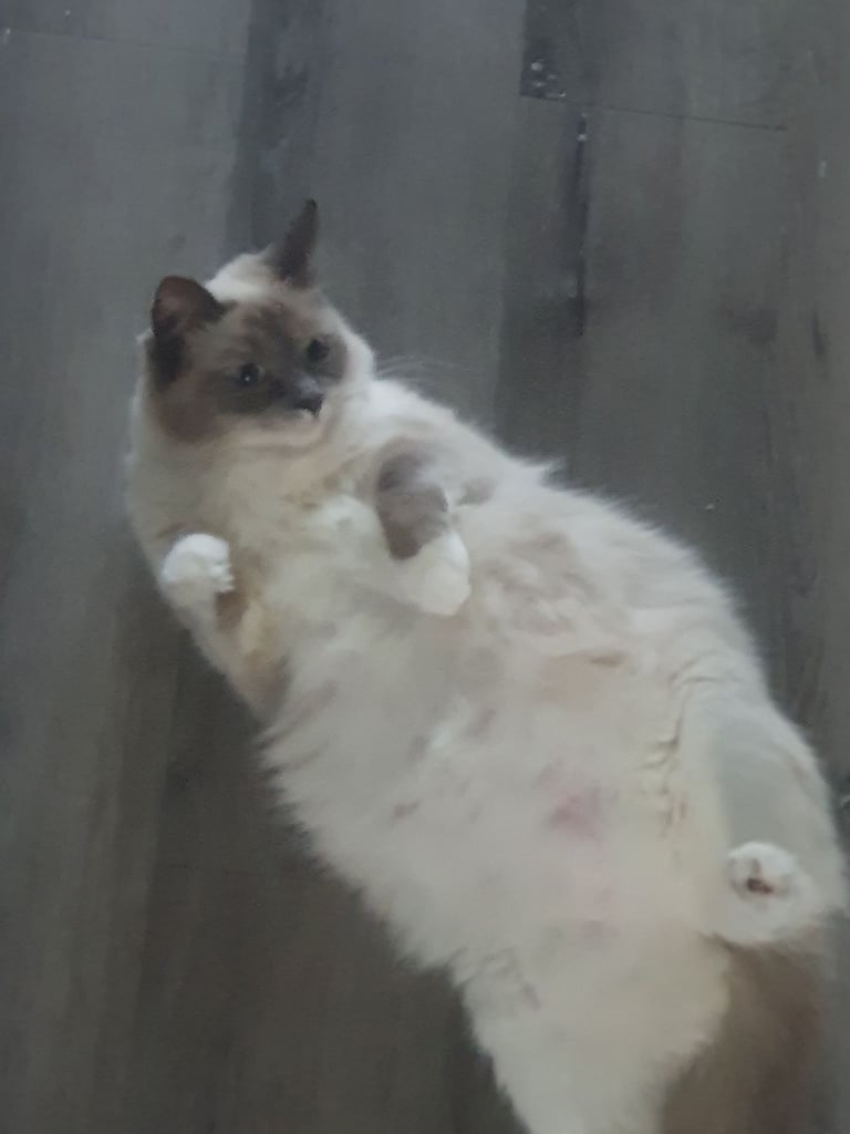 Ragdoll kittens for sale 