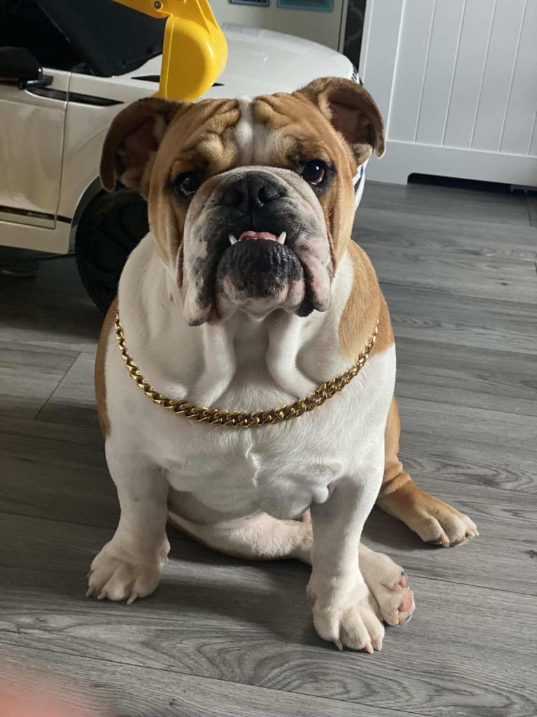 British bulldog