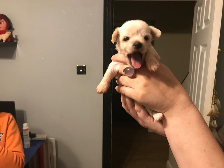 Rare Chi Chi Puppies