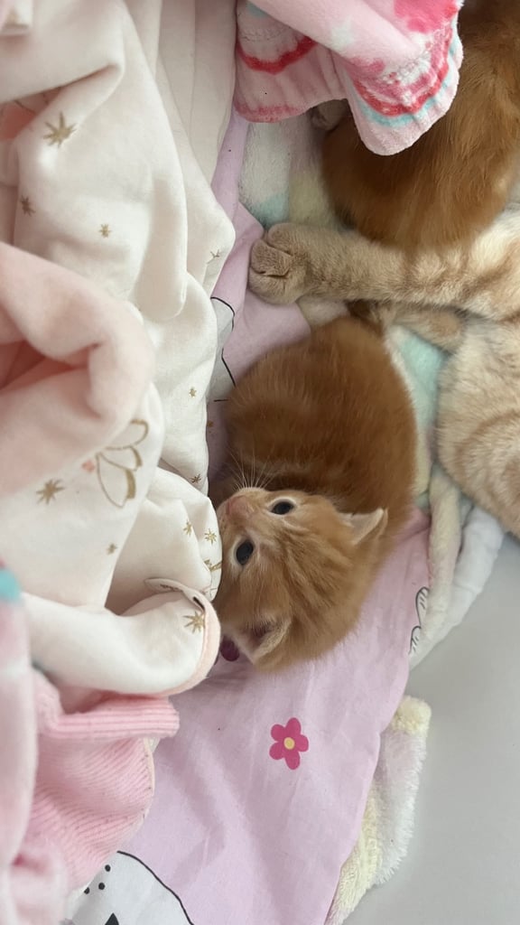 2 Ginger Kittens 