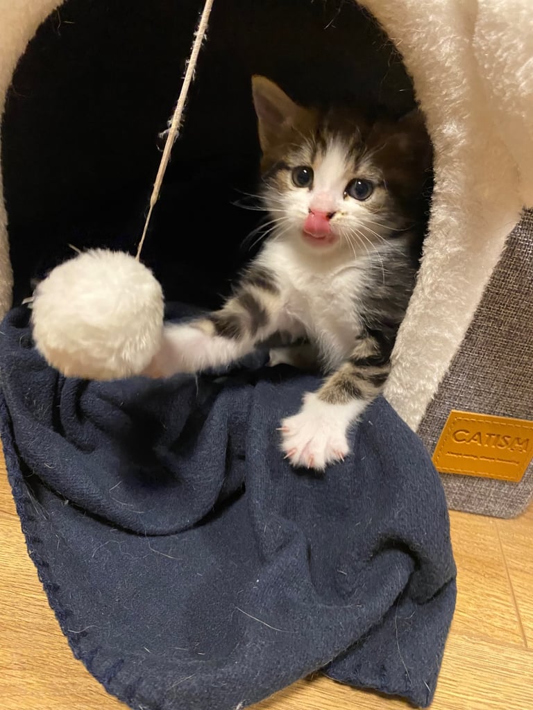 2 gorgeous little girls looking for their forever homes 